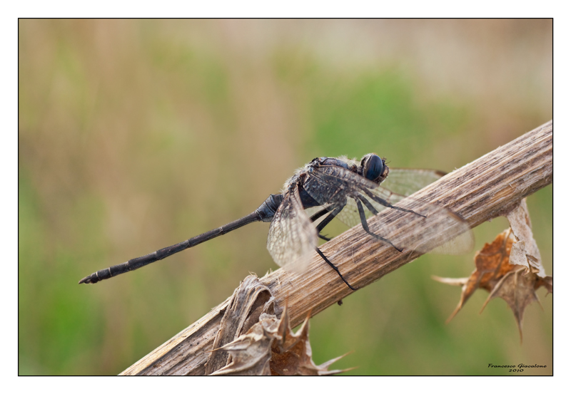 La rarissima Orthetrum trinacria, mia prima foto sul forum!