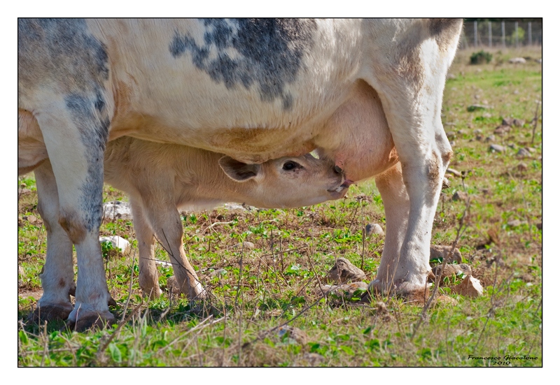 La mamma � sempre la mamma!