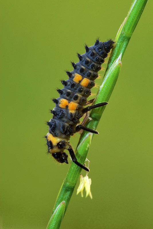 Larva di coccinella