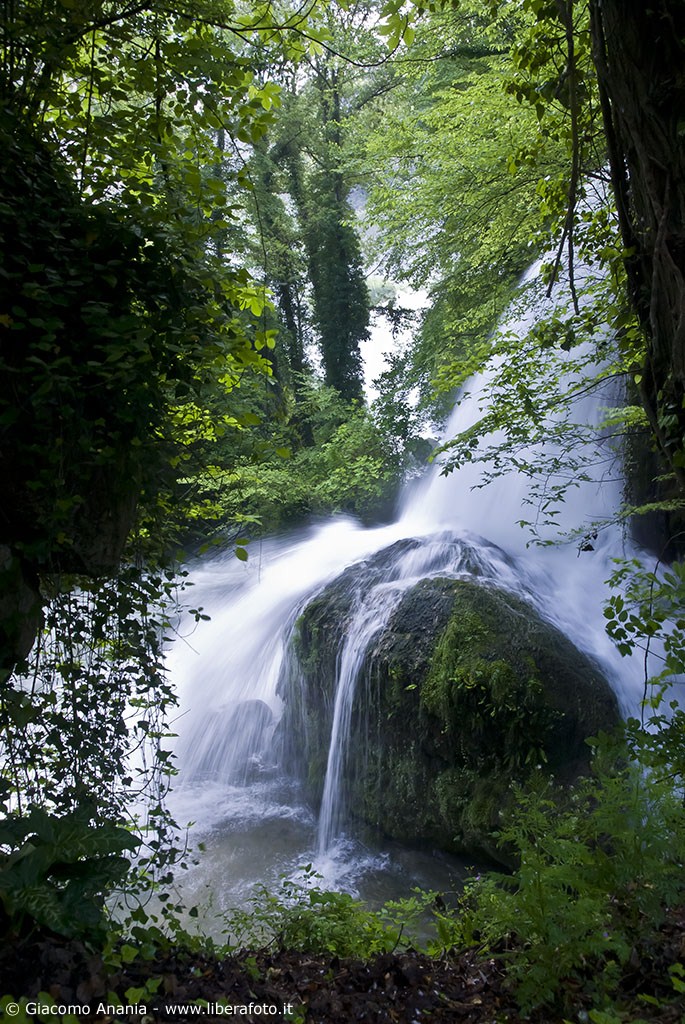 Scorcio tra le foglie
