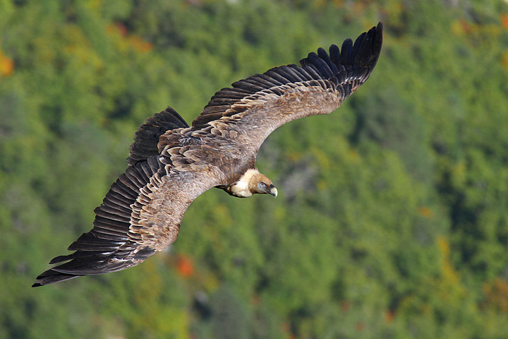 VUOI QUALCOSA ?.......