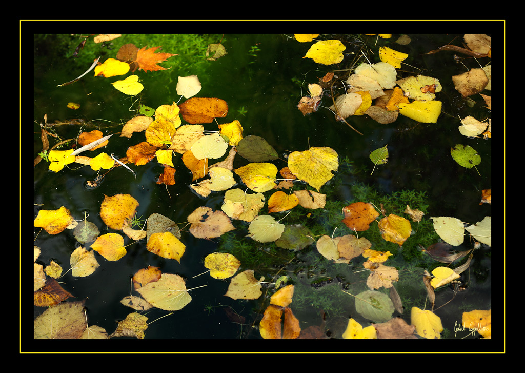 Tensione superficiale