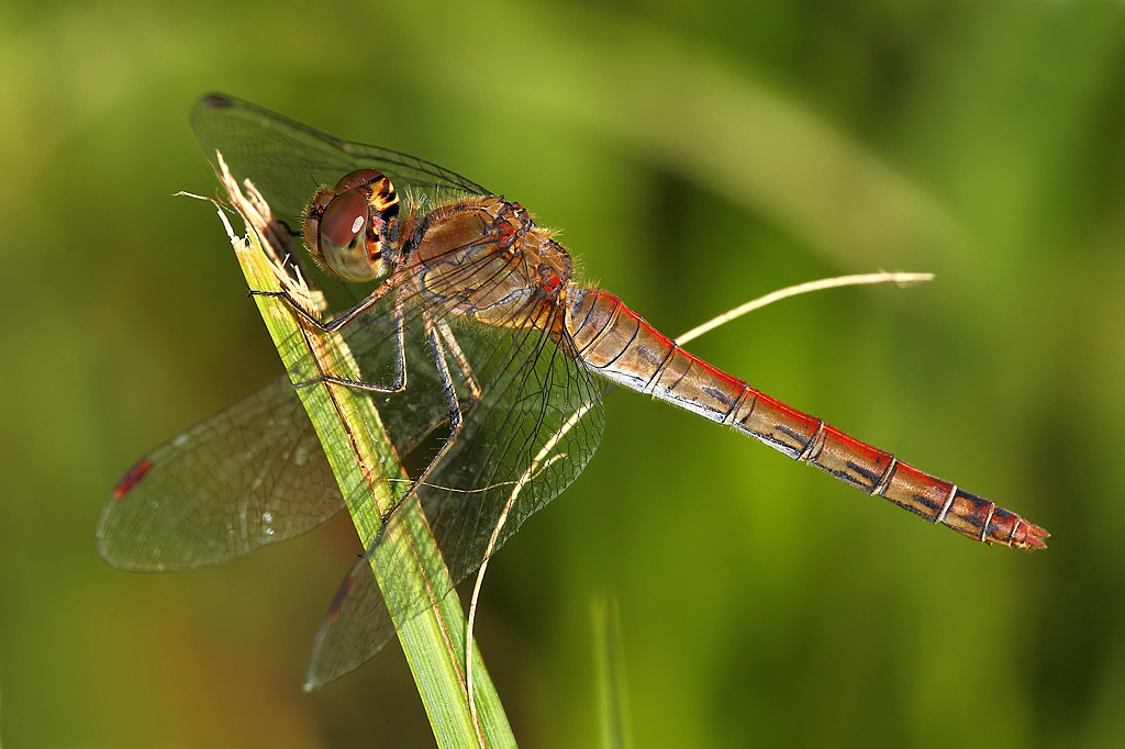 ...Arco E Freccia...!!!
