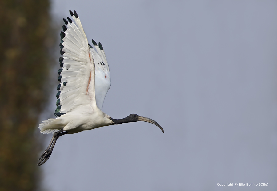 Ibis sacro (Threskiornis aethiopicus)