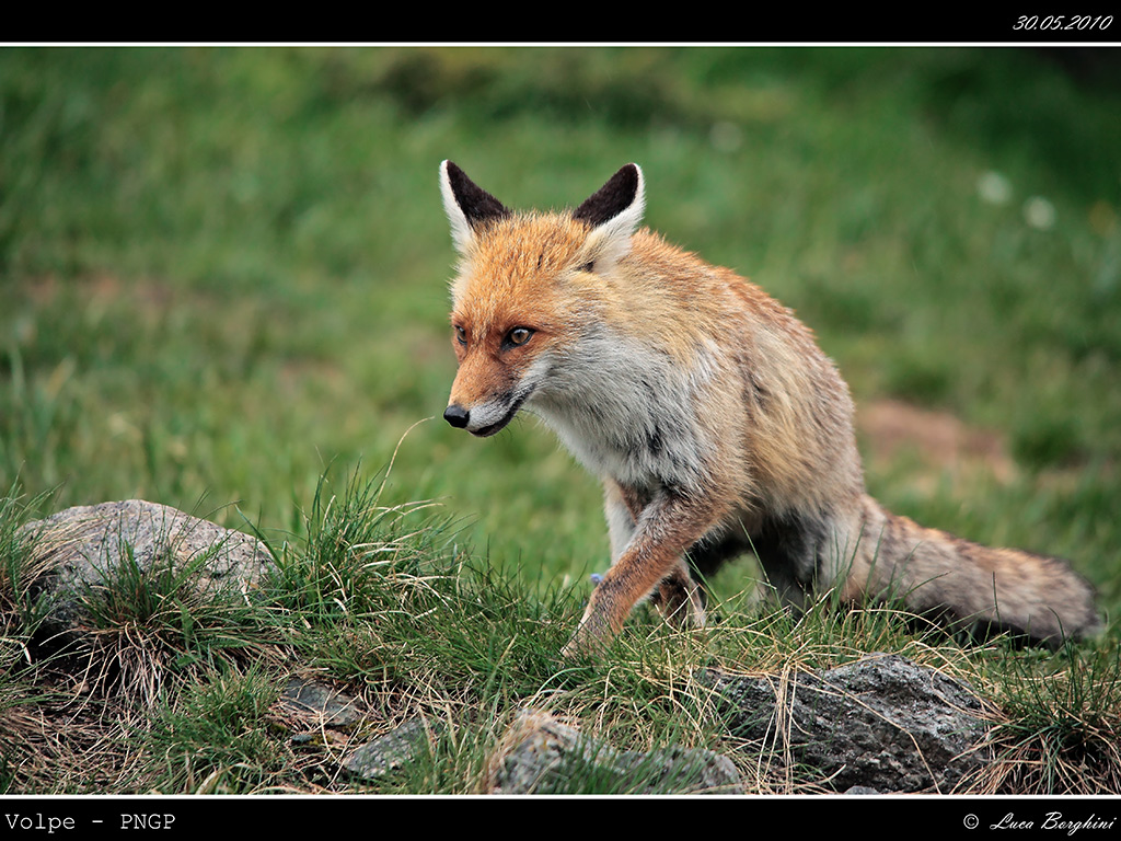 Volpe PNGP # 26
