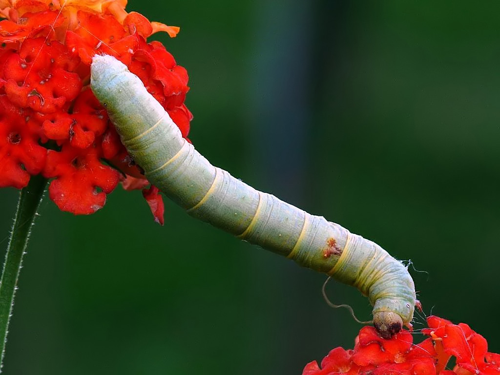 Bruco con gli occhiali