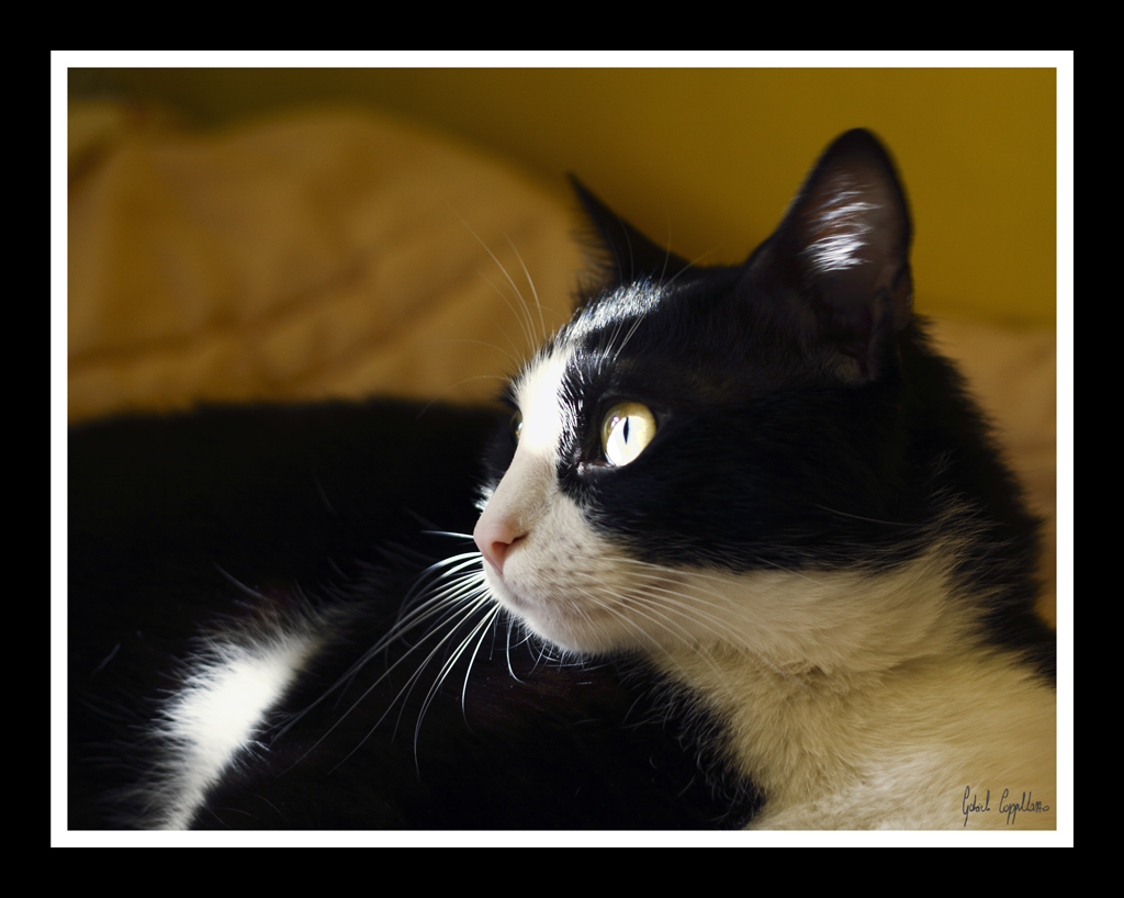 come sulle strade, s'illuminano!