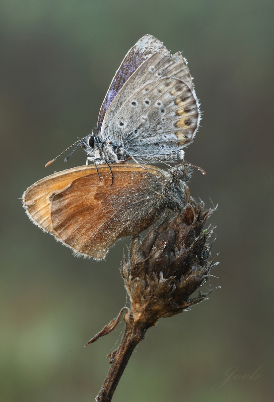 Licenide contro Coenonympha pamphilus