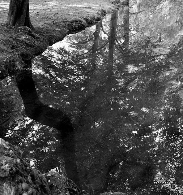 riflessi nello stagno