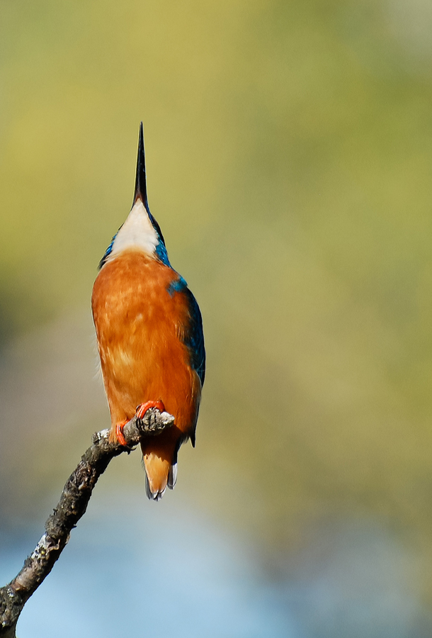 Il pericolo viene dall'alto