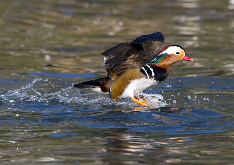 Mandarina in atterraggio