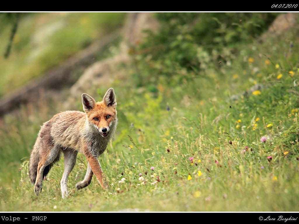 Volpe PNGP # 27 - <<< FINE TERZA SERIE >>>