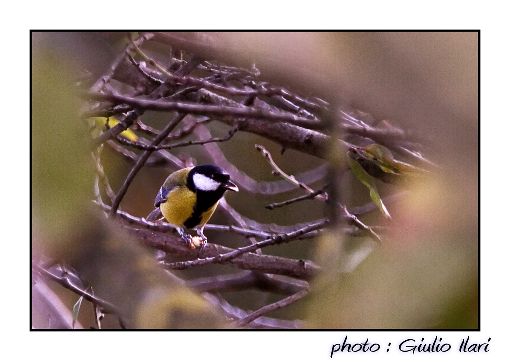 Cinciallegra (Parus major)