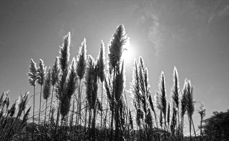 contro luce b.n 2010