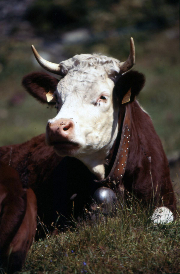 mucca valdostana 2010