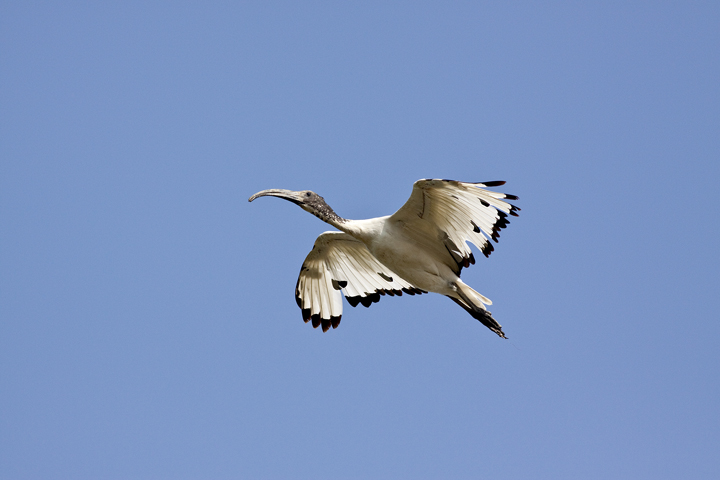 ibis al volo