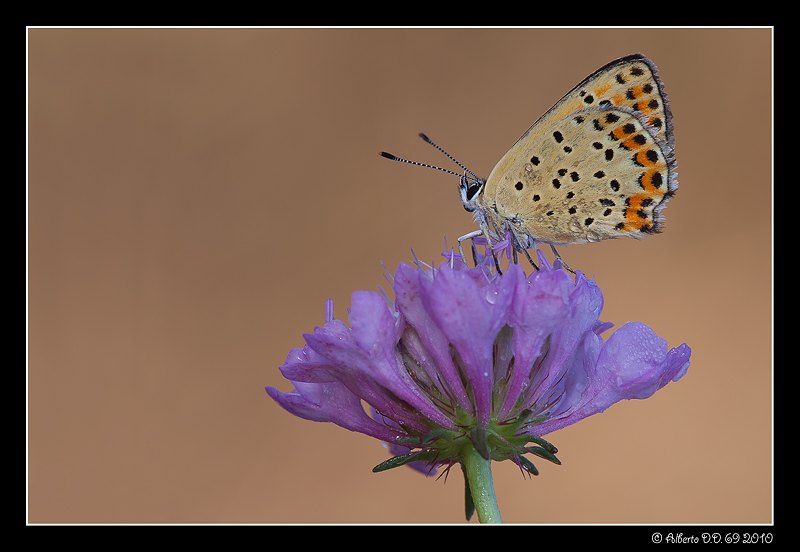 ...licenide con fiore...