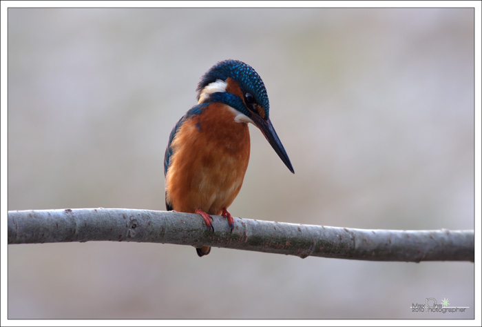 Martin pescatore-maschio