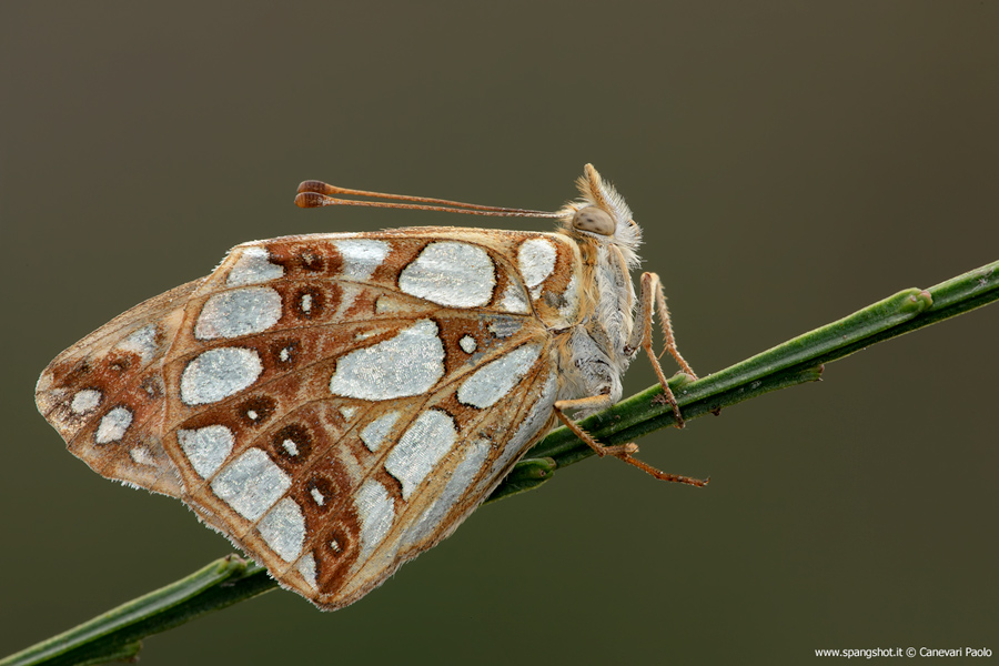 Ultima farfalla stagionale