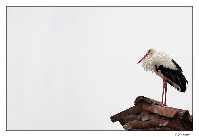 Cicogna sui tetti