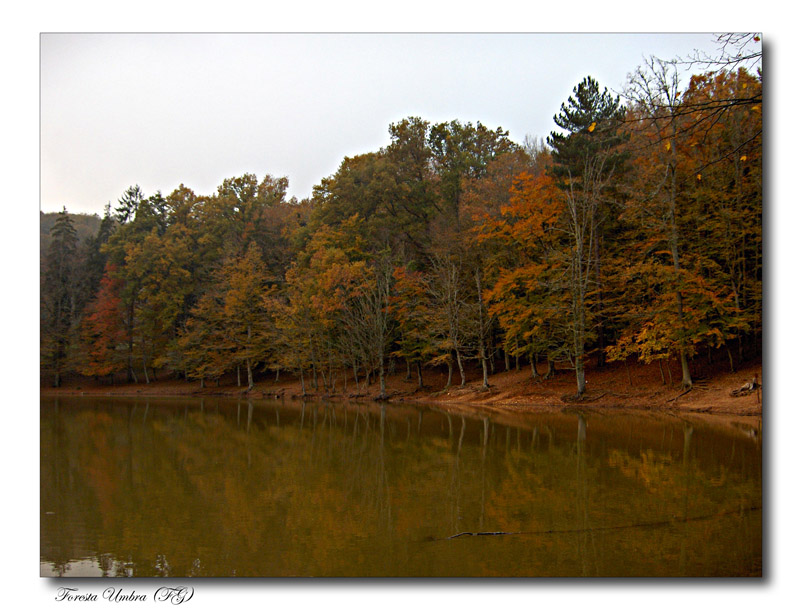 Foresta Umbra