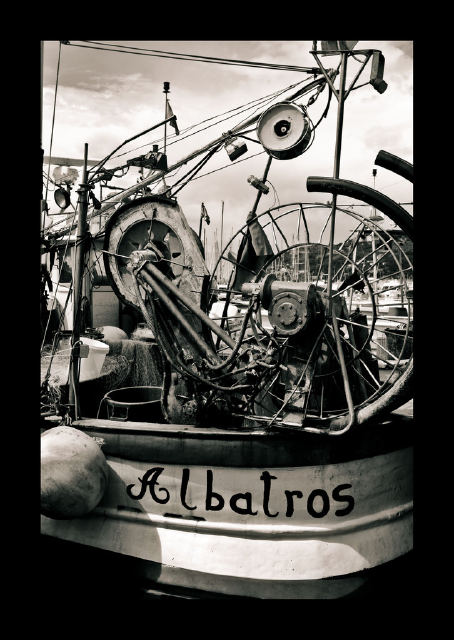 Albatros
