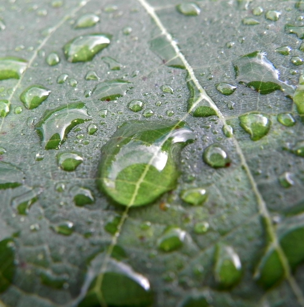 gocce su foglia