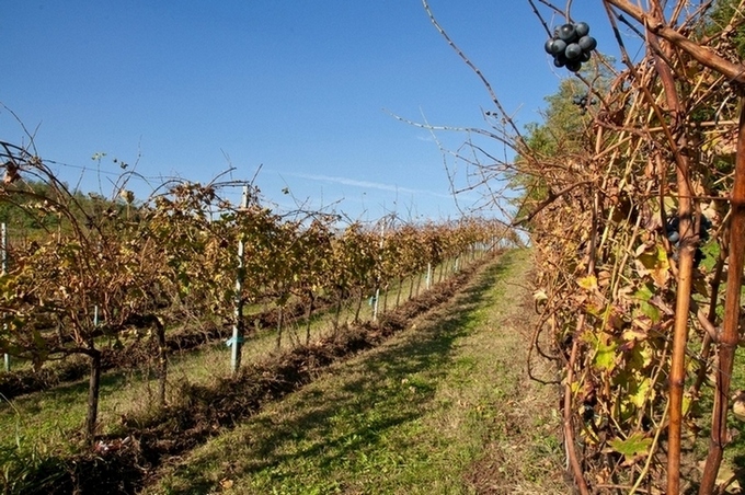 La vendemmia e' finita .
