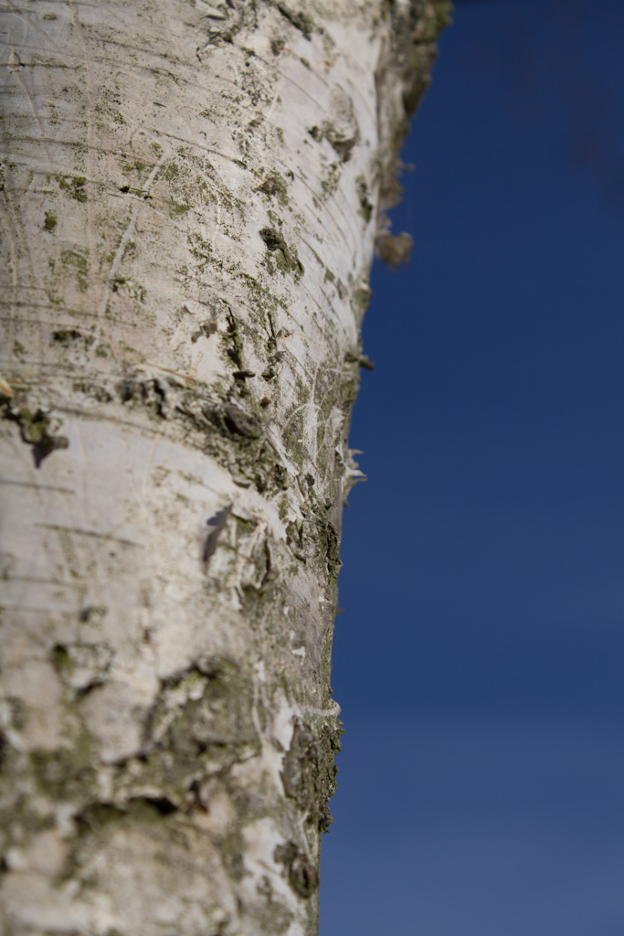 Test Canon EOS 60D (2)