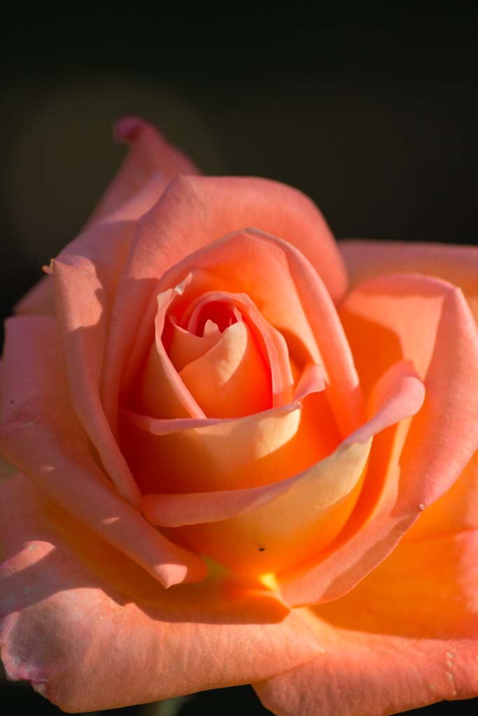 Test Canon EOS 60D (4)