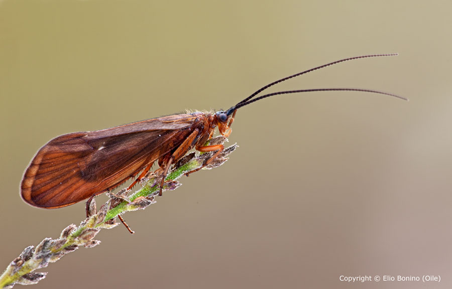 Anabolia nervosa (Limnephilidae - Tricotteri)