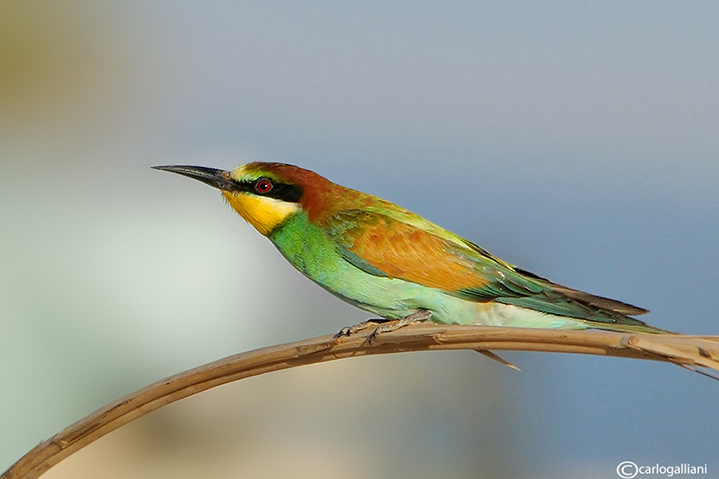 Esplosione di colori