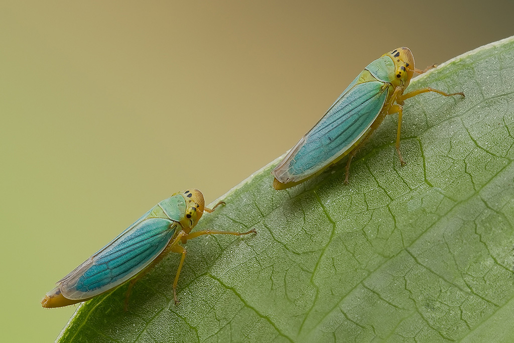 Le "sorelle" cicadelle