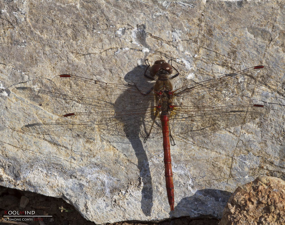 Sympetrum Striolatum on the rocks