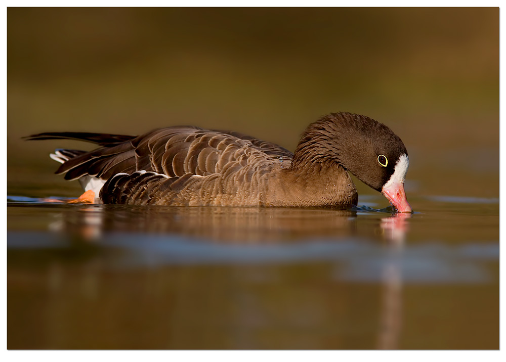 Oca lombardella minore