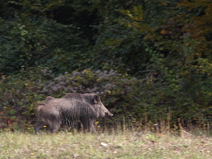 Tentativi di panning su cinghiale