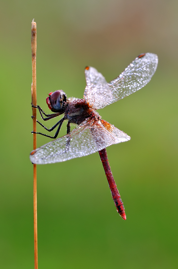 SYMPETRUM FONSCOLUMBII.