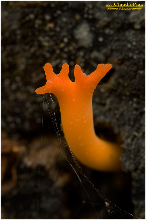 Calocera viscosa