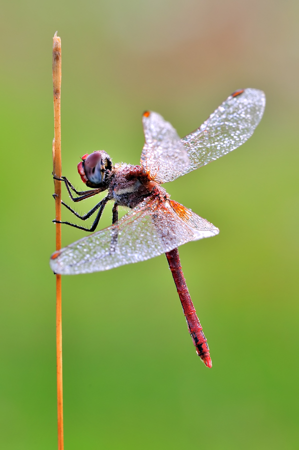 SYMPETRUM FONSCOLUMBII. N2