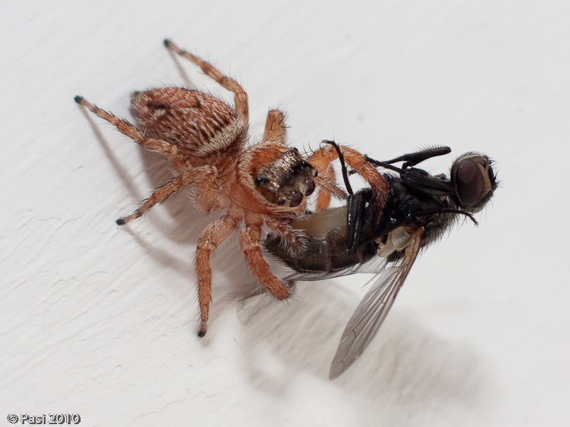 Ragno mangia mosca