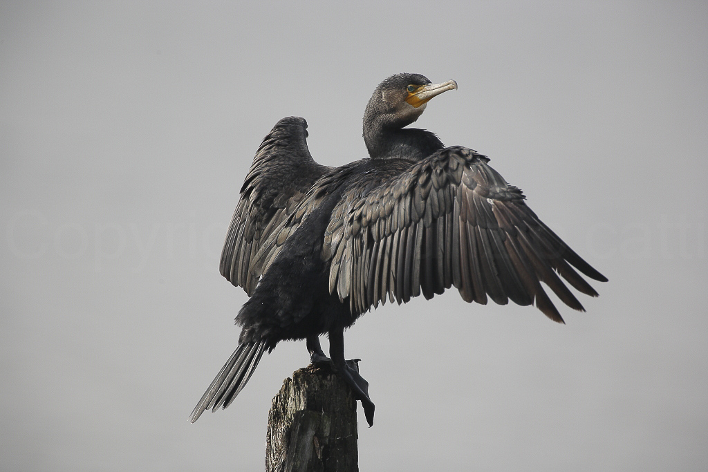 cormorano