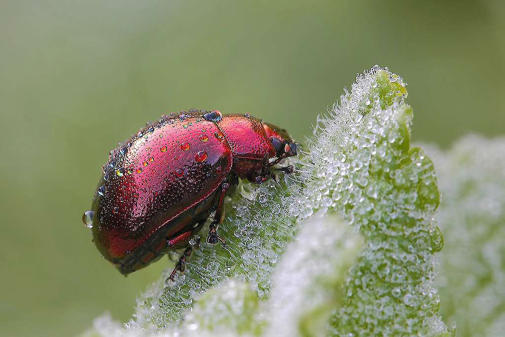 ...Rugiadosa II...!!!