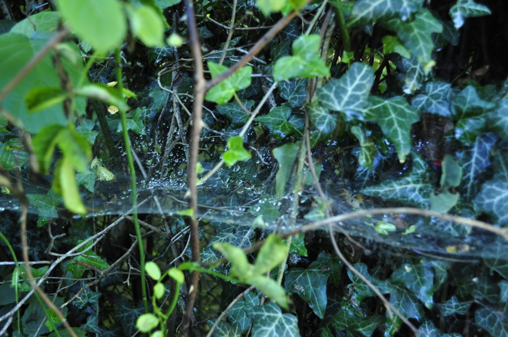 la tela e la rugiada