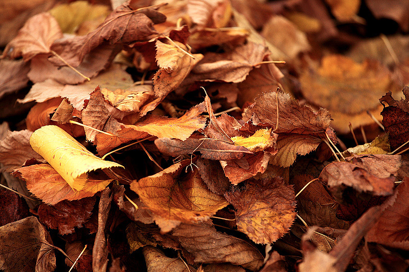 Si sta come, d'autunno, sugli alberi, le foglie.
