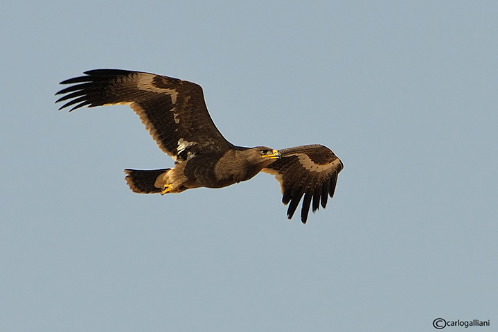 Aquila delle steppe