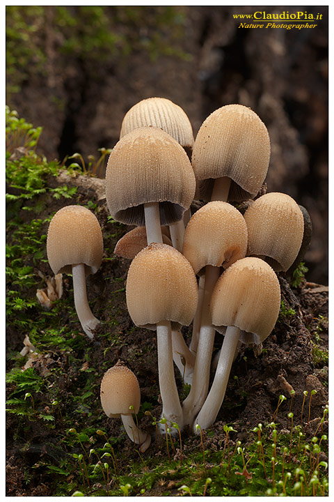 Coprinus