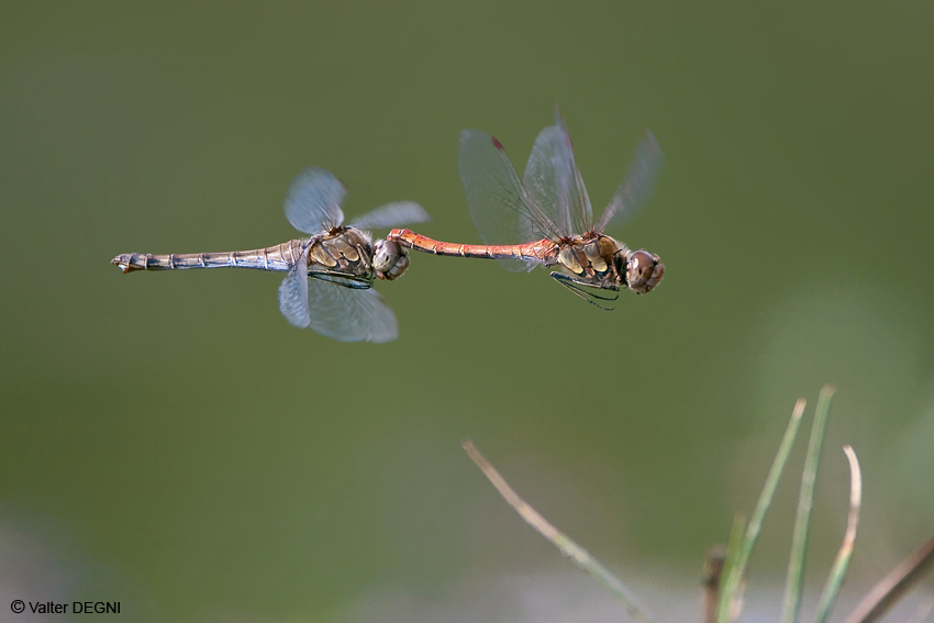 Accoppiamento in volo