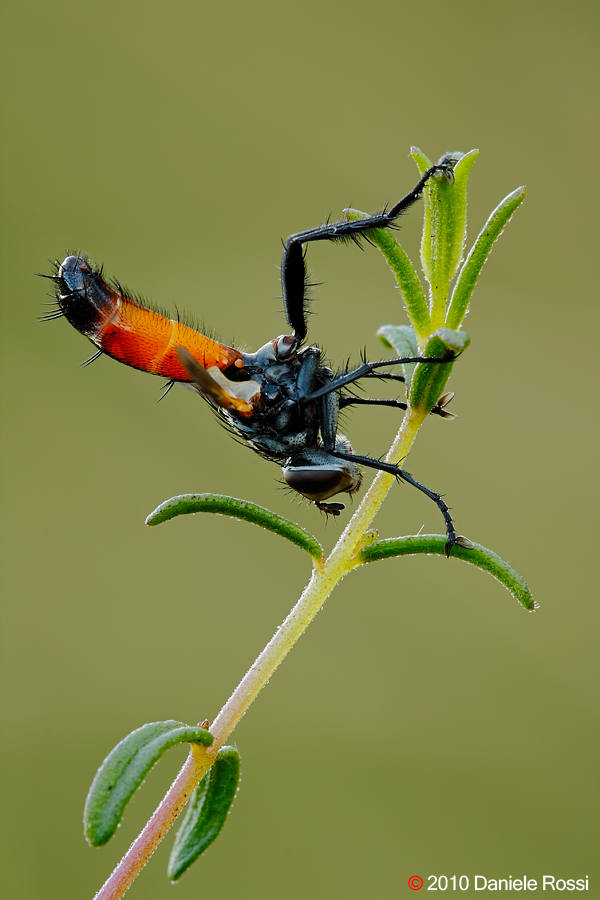 Cylindromyia brassicaria