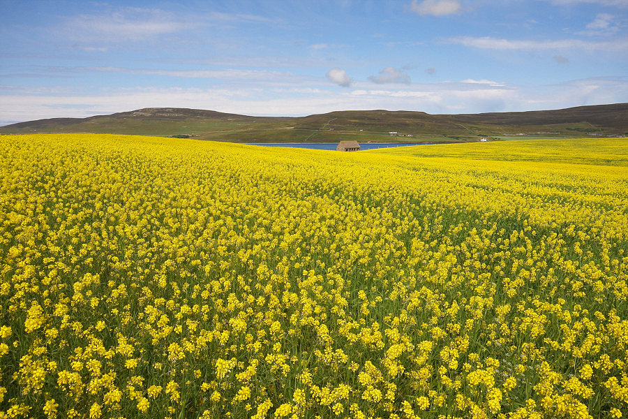 GIALLO A MAINLAND.......