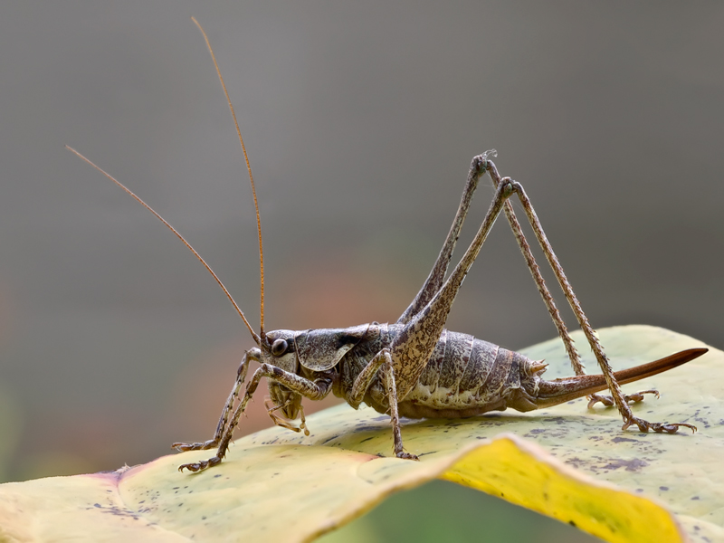 .......scampolo di fine stagione .........